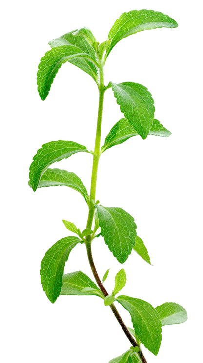 Stevia revaudiana - Sweet Herb Sugar Plant Seeds
