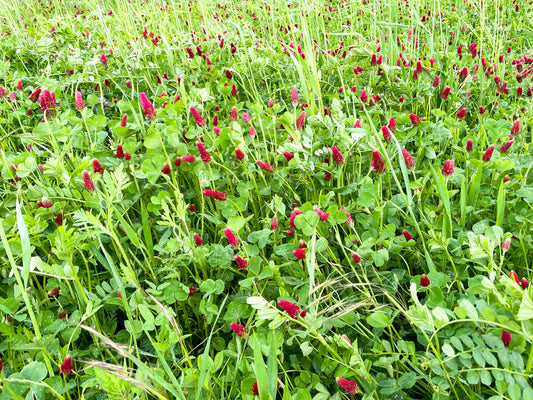 Wild Flower Red Clover Trifolium Pratense Seeds