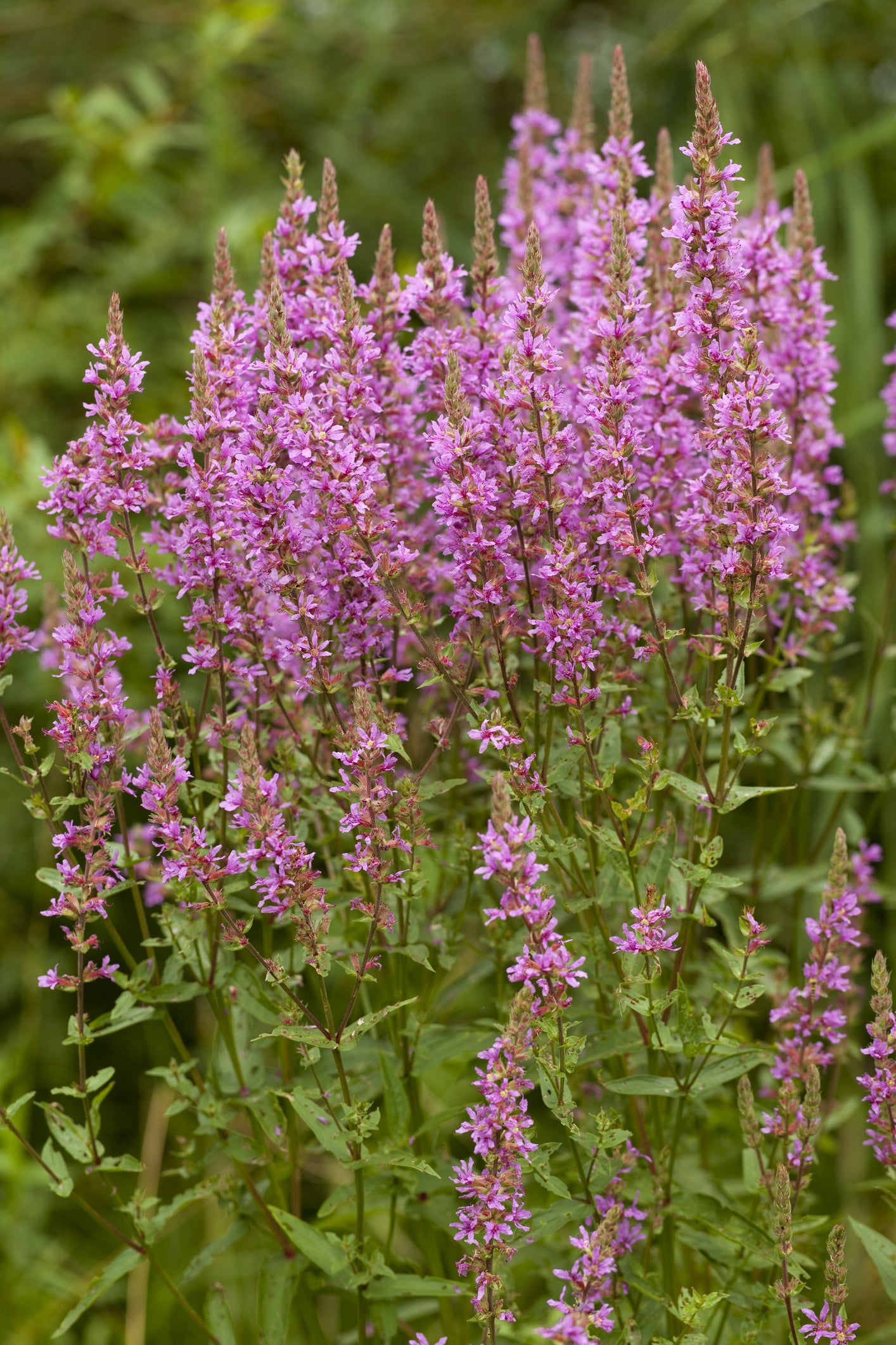 Suffolk Herbs Purple Loosestrife 1500 Seeds