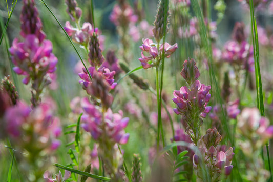 Wild Flower Sainfoin Onobrychis vicifolia Seeds