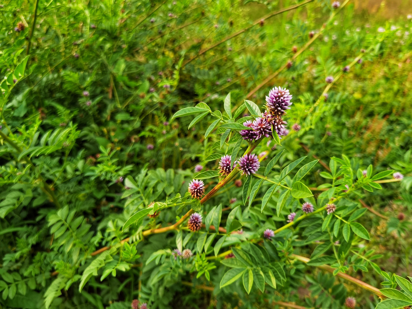 Liquorice Seeds Glycyrrhiza glabra