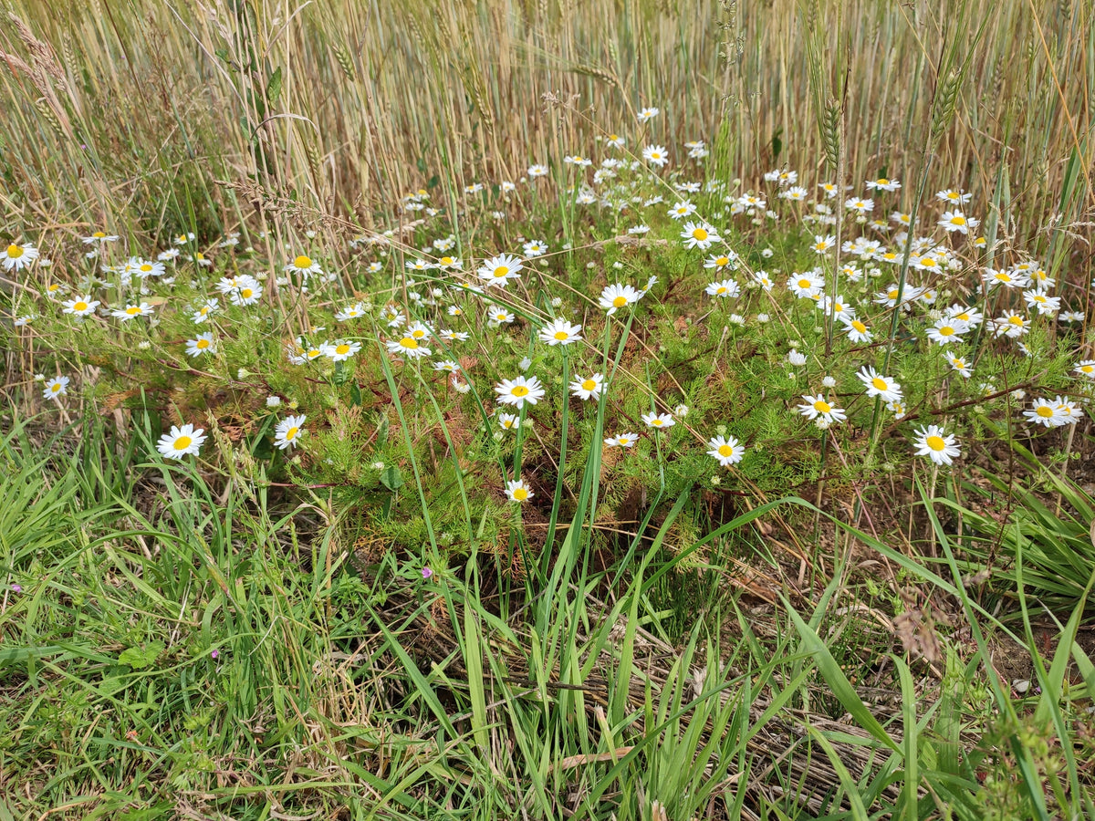 Cornfield Annual Wildflower Mix Seeds