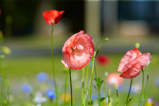 Kings Seeds Poppy Shirley Double Mixed 3500 Seeds