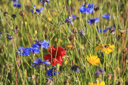 Cornfield Annual Wildflower Mix Seeds
