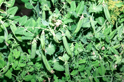 Pea Hurst Green Shaft Seeds