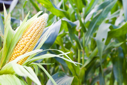 Sweetcorn Incredible F1 Hybrid Seeds