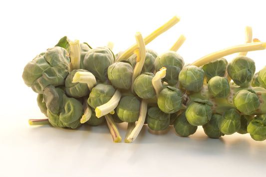 Organic Brussels Sprout Nautic F1 Hybrid Seeds