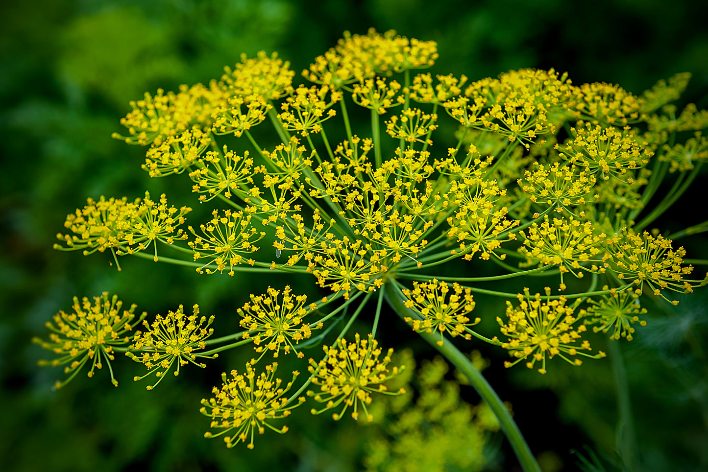 Dill Anethum graveolens Seeds