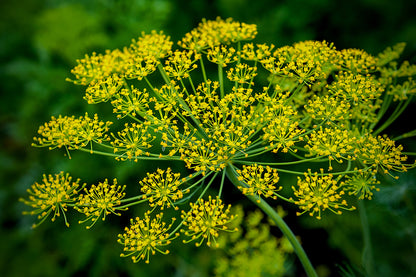 Dill Anethum graveolens Seeds