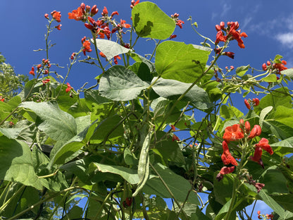 Runner Bean Scarlet Emperor Seeds