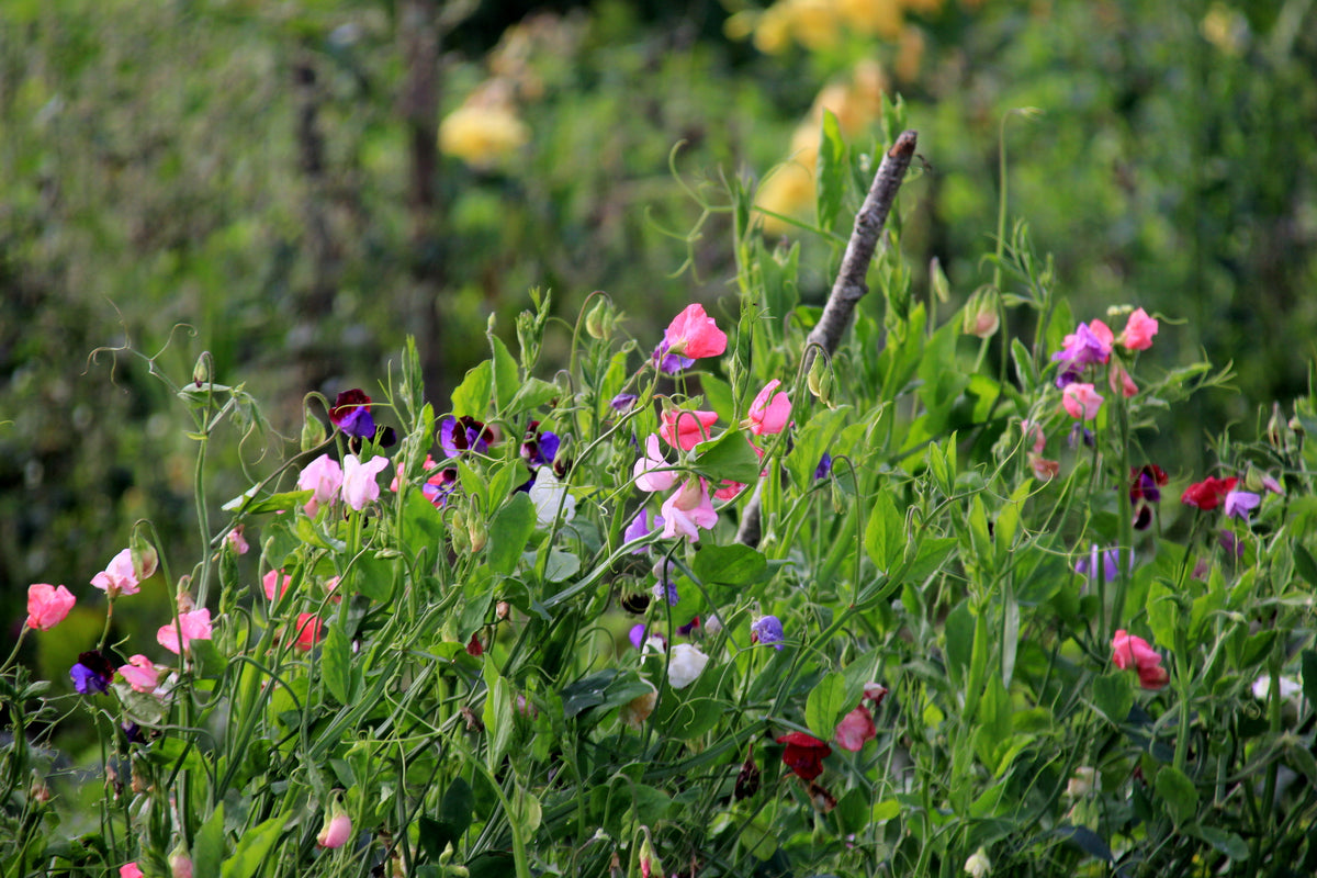 Sweet Pea Bouquet Mixed Seeds