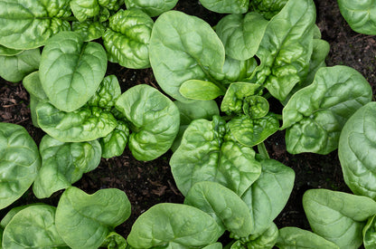 Spinach Giant Winter Seeds