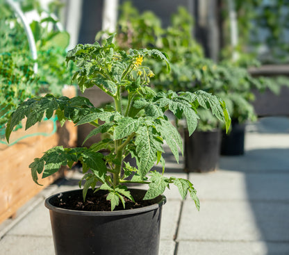 Tomato Akoya F1 Hybrid Seeds