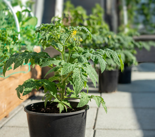 Tomato Akoya F1 Hybrid Seeds