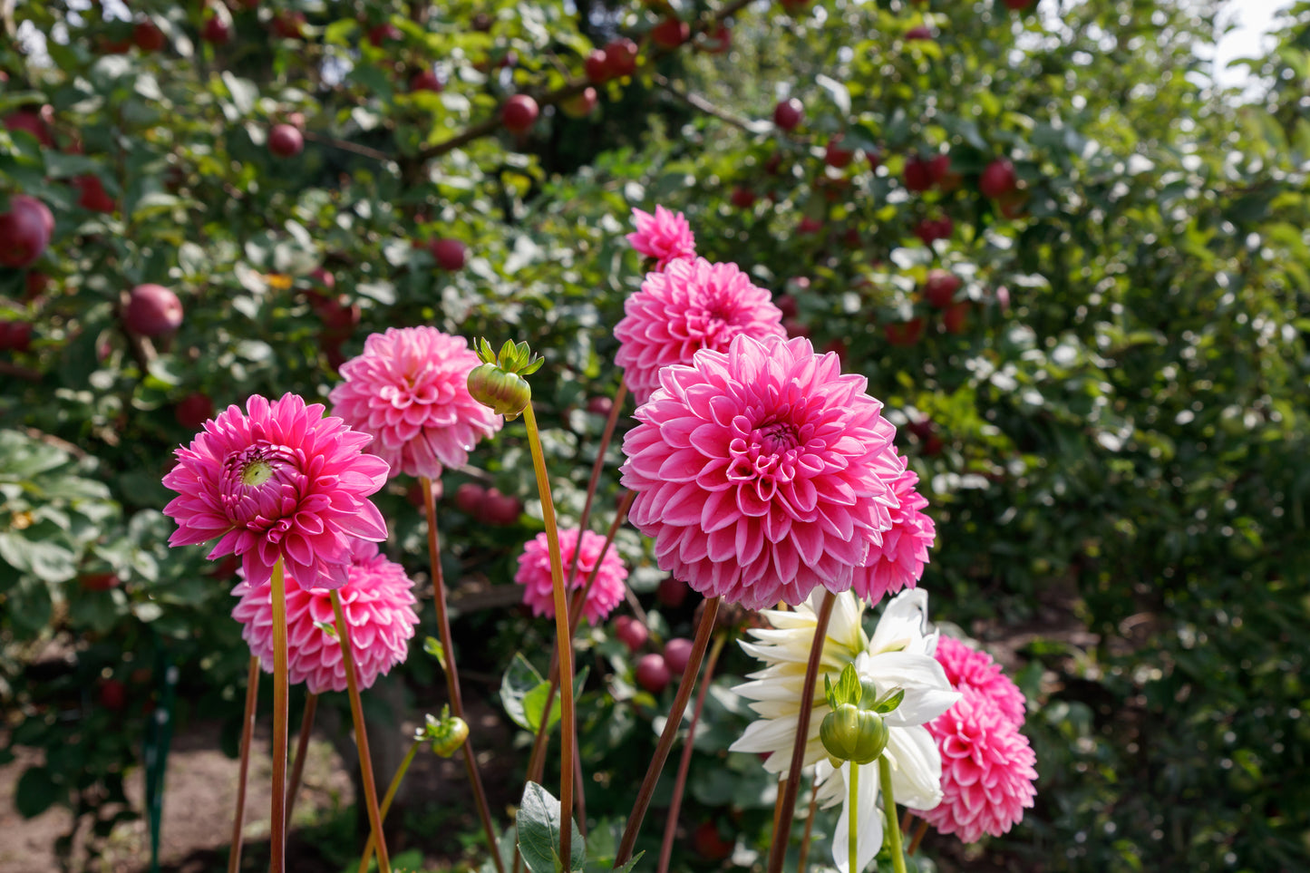 Dahlia Pompone Double Mixed Seeds