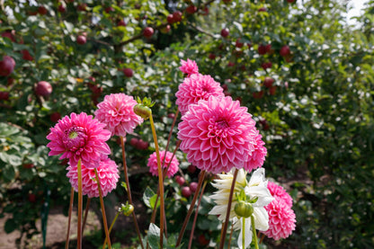 Dahlia Pompone Double Mixed Seeds