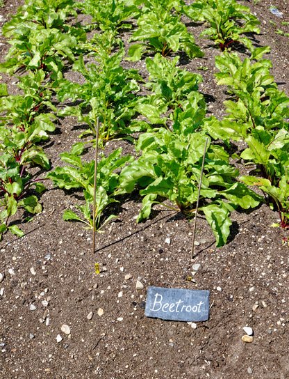 Beetroot Boltardy Seeds