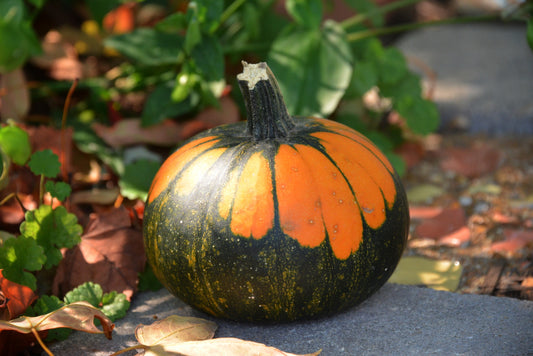 Gourd Batwing Mix Seeds