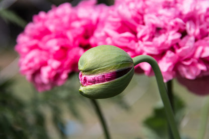 Poppy Papaver Double Somniferum Seeds
