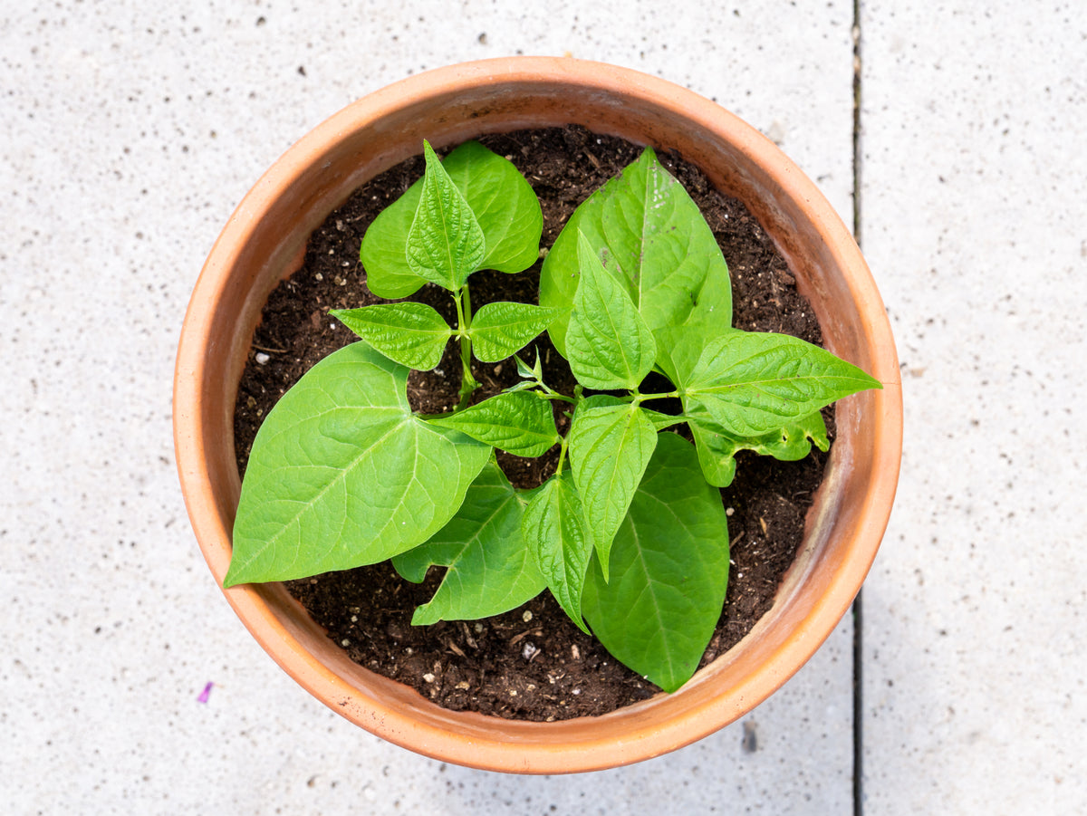 How to Grow Dwarf French Beans from Seed