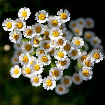 Green Feverfew Seeds