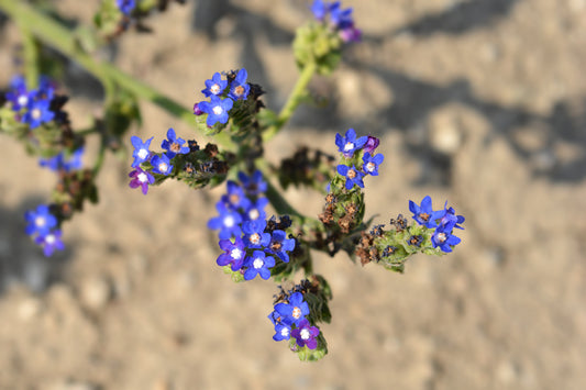 Anchusa Capensis Alkanet Blue Angel Seeds