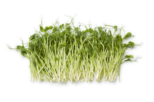 Salad Pea Shoots Sprouting Pea Seeds