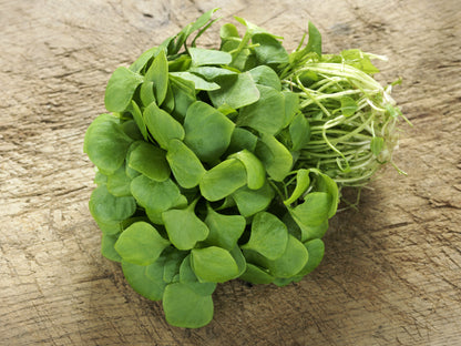 Purslane Golden Seeds