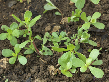 Purslane Golden Seeds