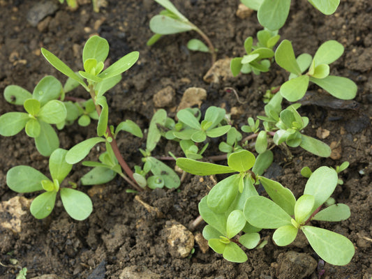 Purslane Golden Seeds