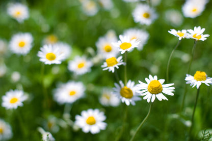 Chamomile Lawn Seeds - Roman Chamomile - Ground Cover Herb