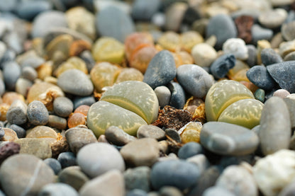 Lithops “Living Stone” Succulent – Mixed Colors | Cactus Seeds