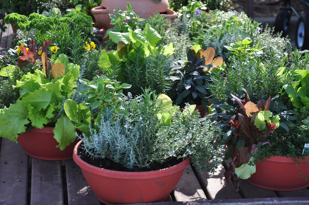 Grow in pots