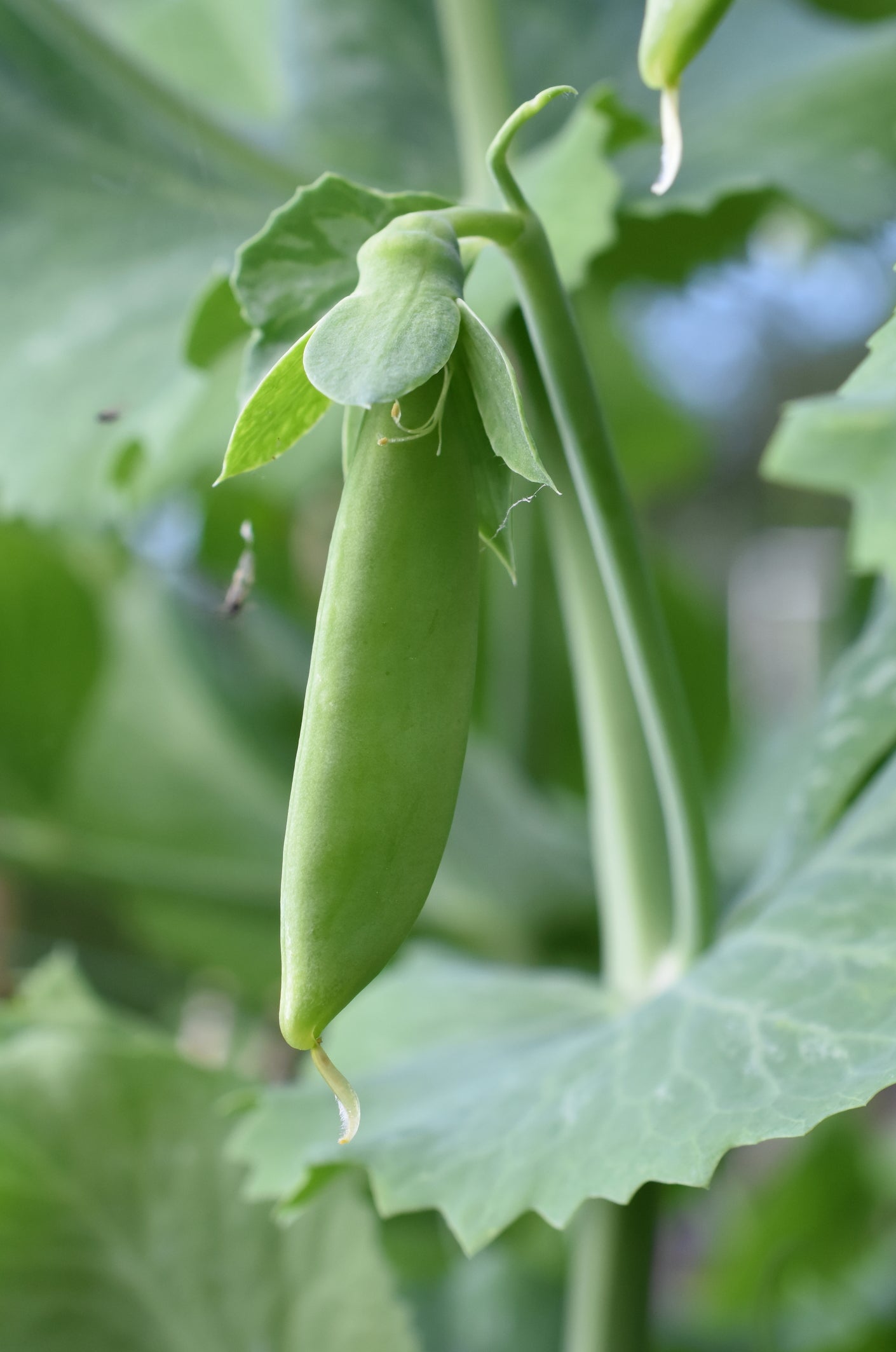 Pea Hurst Green Shaft Seeds