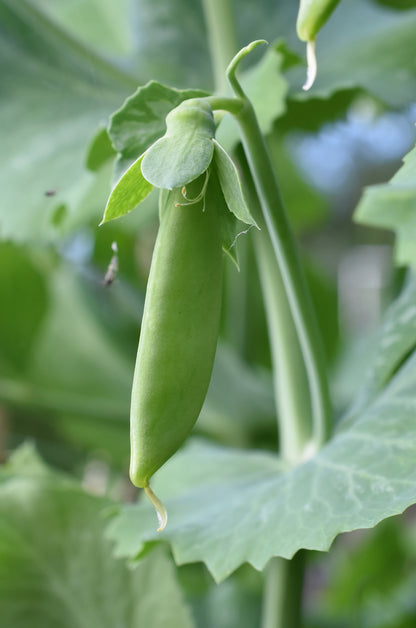 Pea Hurst Green Shaft Seeds