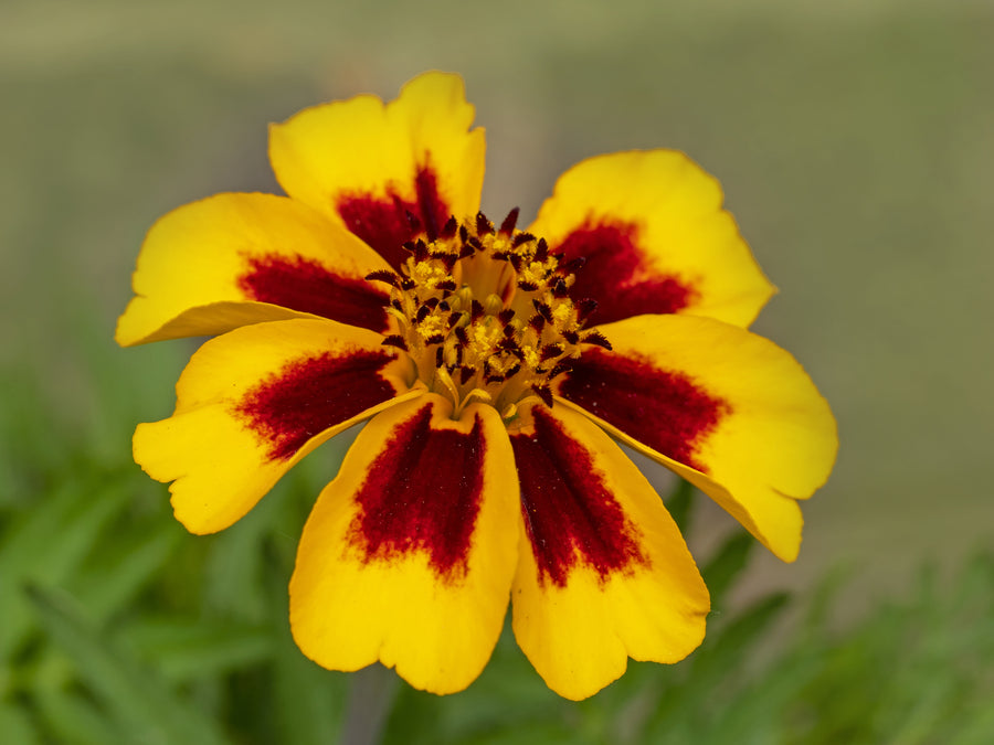 French Marigold Dainty Marietta Seeds