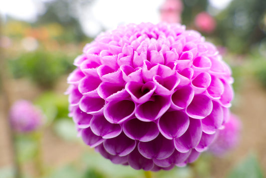 Dahlia Pompone Double Mixed Seeds