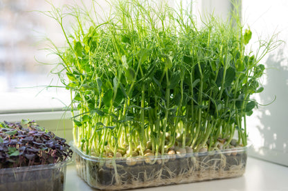 Salad Pea Shoots Sprouting Pea - Serge Seeds