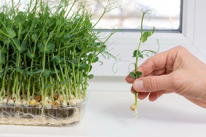 Salad Pea Shoots Sprouting Pea - Serge Seeds