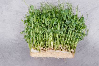 Salad Pea Shoots Sprouting Pea - Serge Seeds