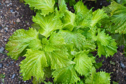 Perilla Shiso Green Seeds