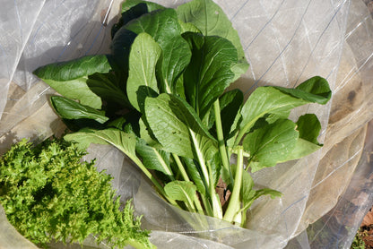 Komatsuna Japanese Green Boy Seeds