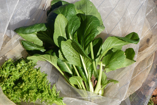 Komatsuna Japanese Green Boy Seeds