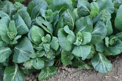 Komatsuna Japanese Green Boy Seeds