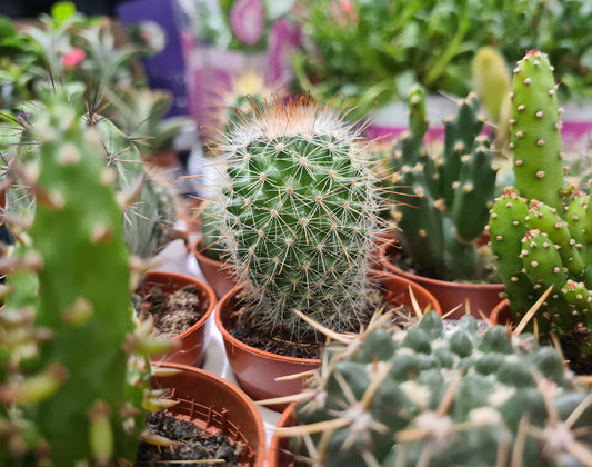 Cactus Crown Mix Seeds