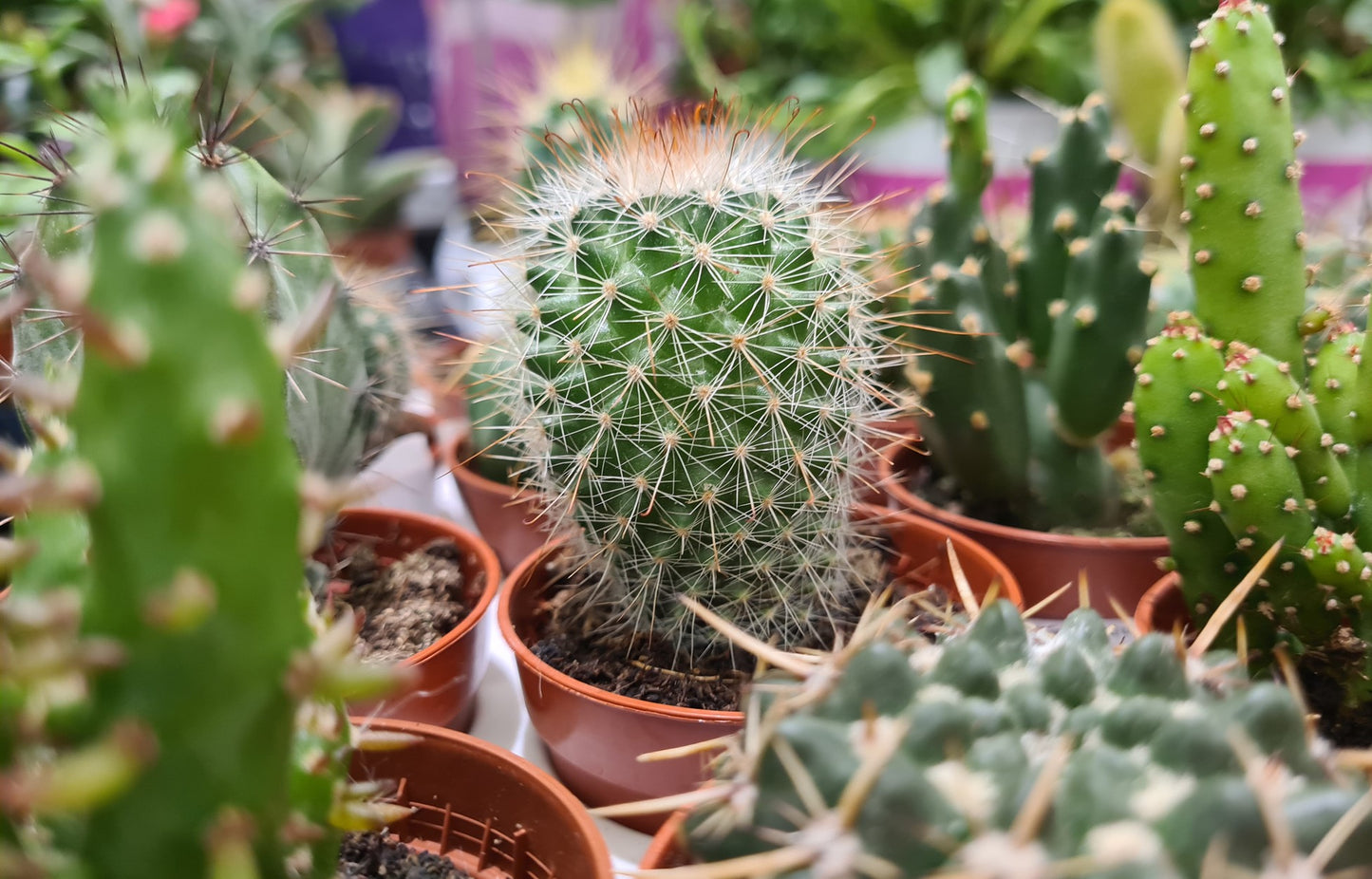 Cactus Crown Mix Seeds