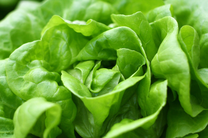 Lettuce Winter Arctic King Seeds