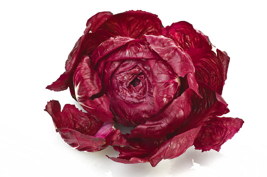 Organic Chicory Rossa di Verona Dragon Seeds