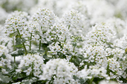 Arabis - Snow Cap - 400 Seeds