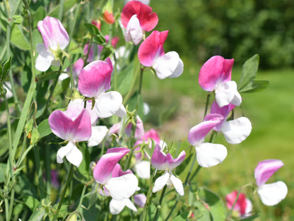 Sweet Pea Heaven Scent Mixed Seeds